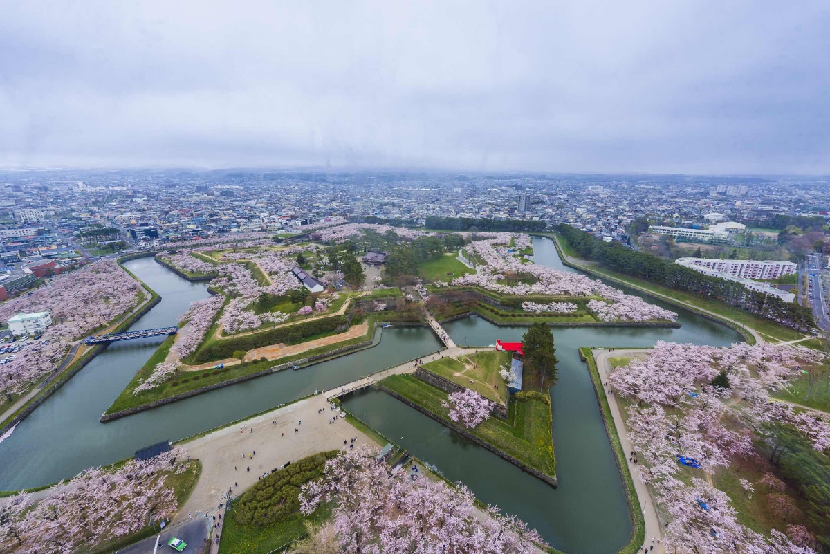 函馆五棱郭樱花