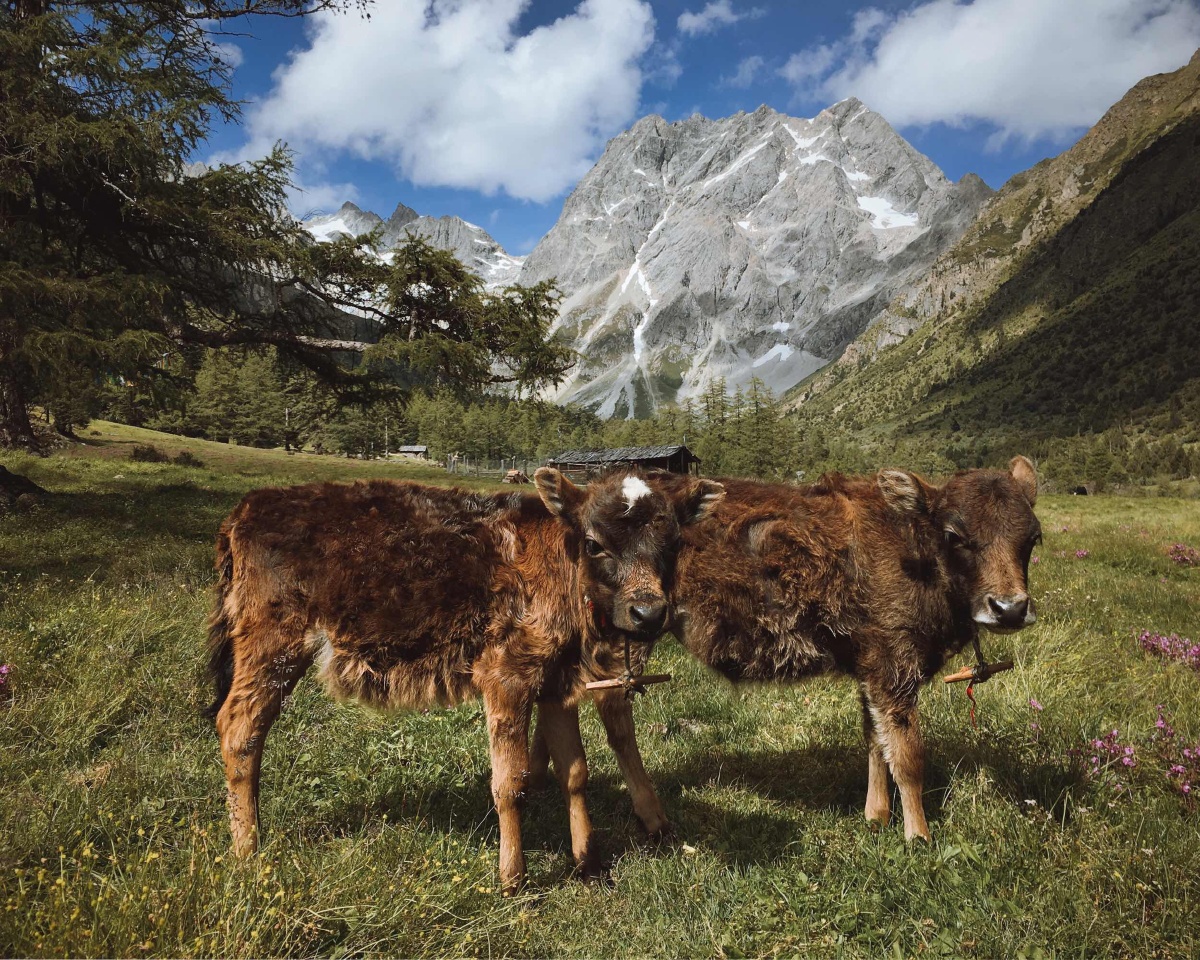 白马雪山最后的高山牧场
