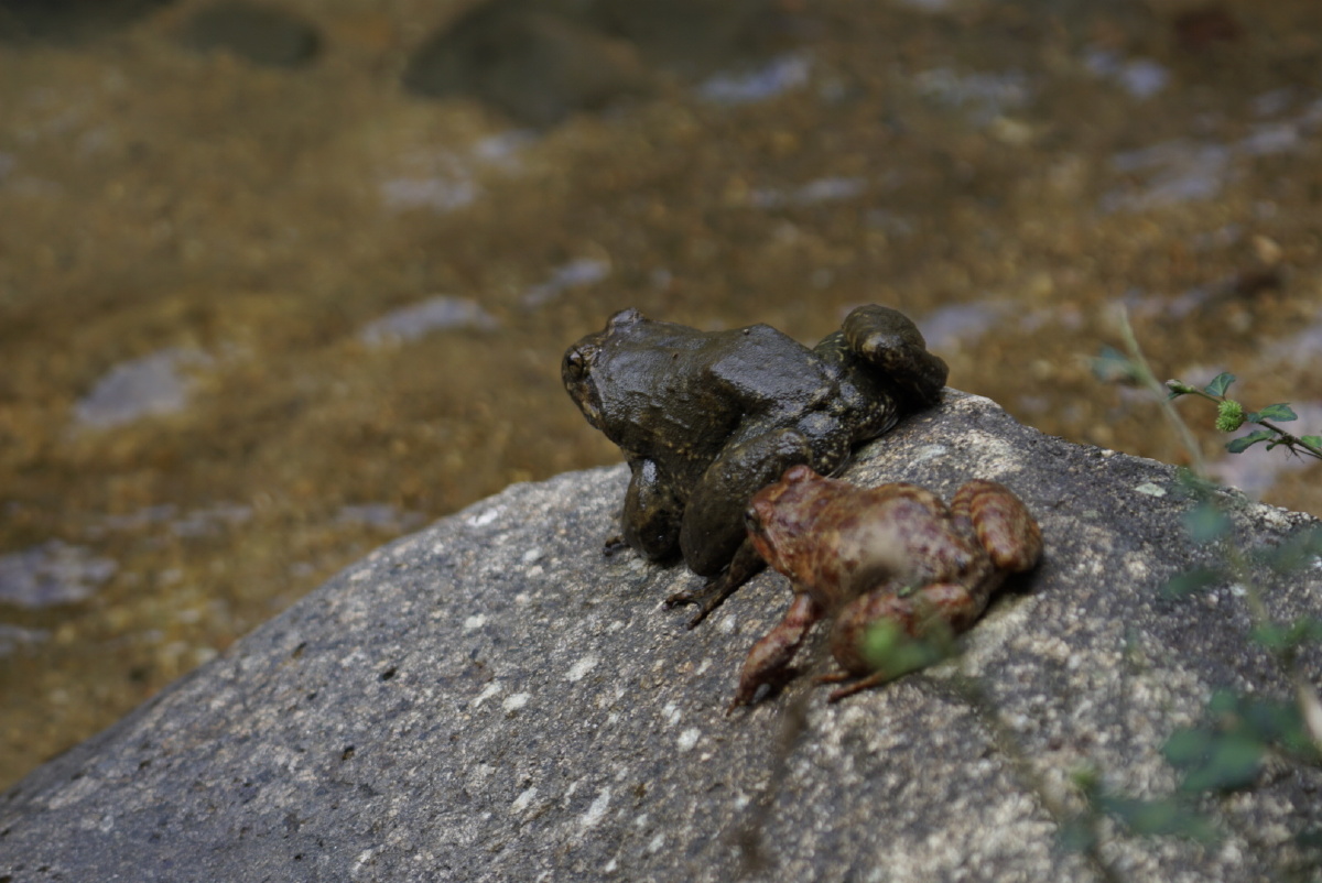 从偷猎分子手中抢来的石蛙下次别被人抓了走好