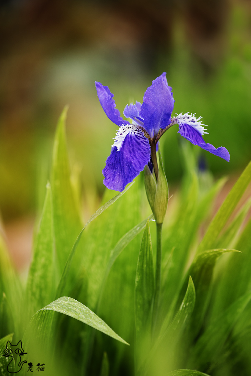 蓝蝴蝶鸢尾花