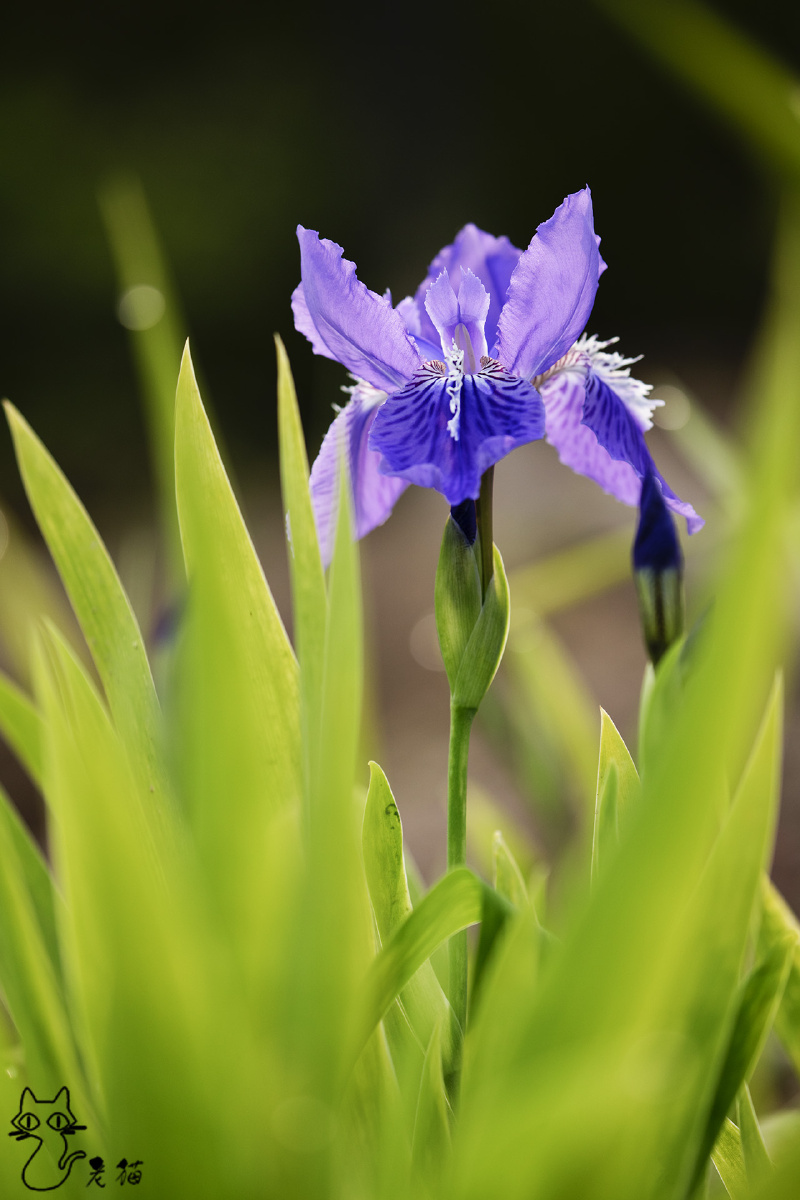 蓝蝴蝶鸢尾花