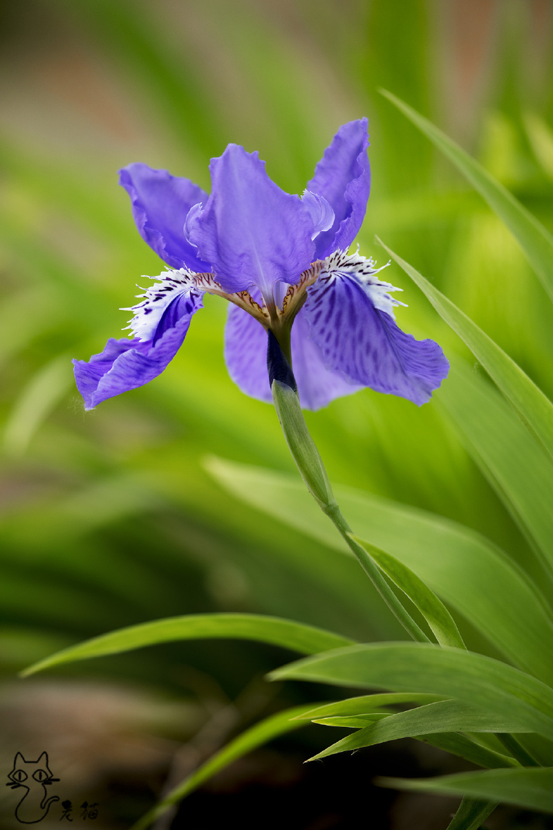 蓝蝴蝶鸢尾花