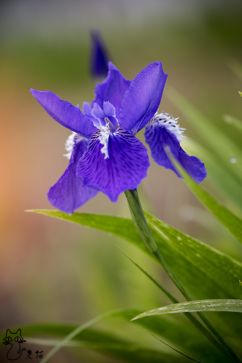 蓝蝴蝶鸢尾花