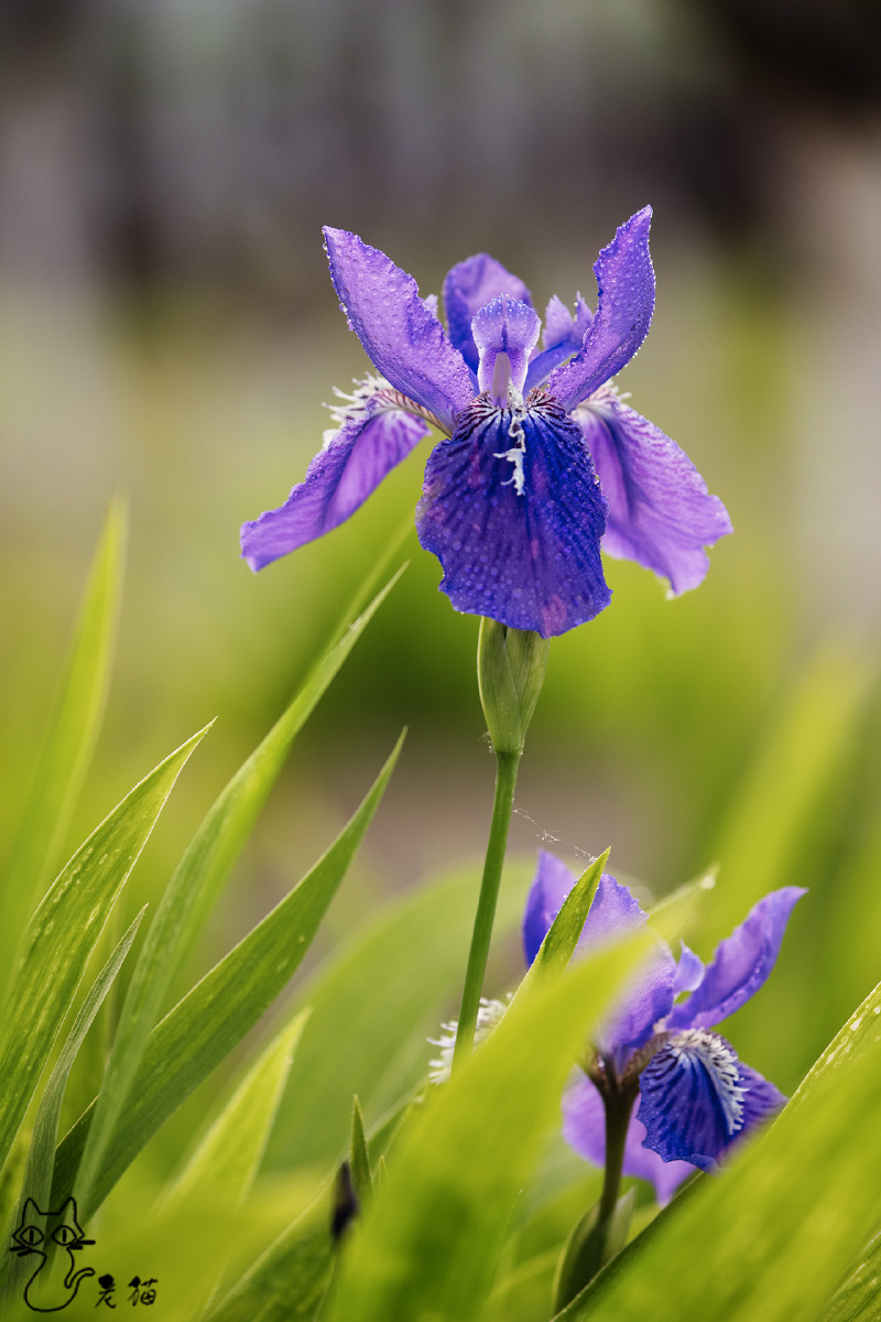 蓝蝴蝶鸢尾花