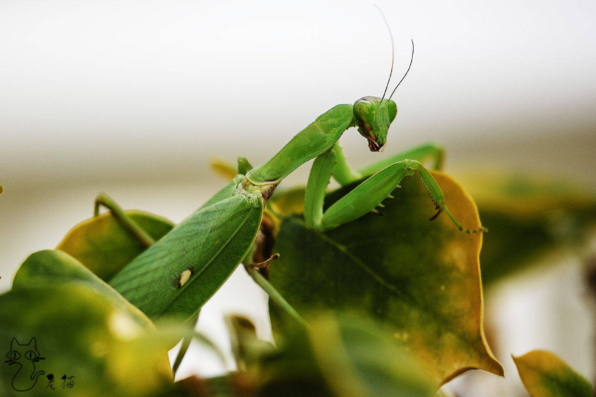 绿螳螂