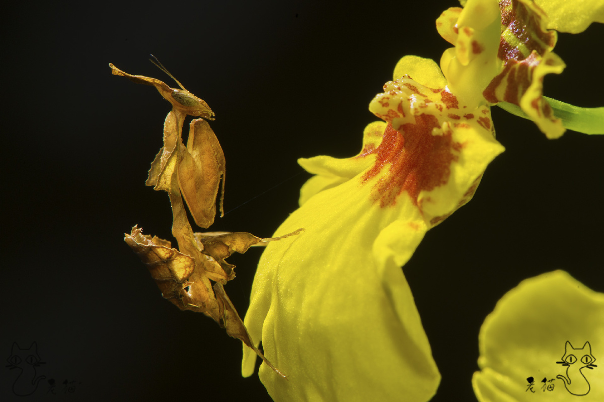 伪装术枯叶螳螂2