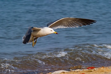 DSC_1115 拷贝