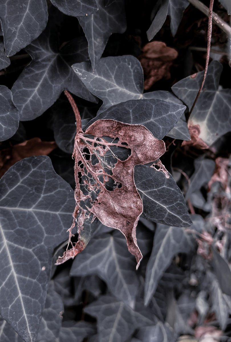 残枝枯叶别番风韵