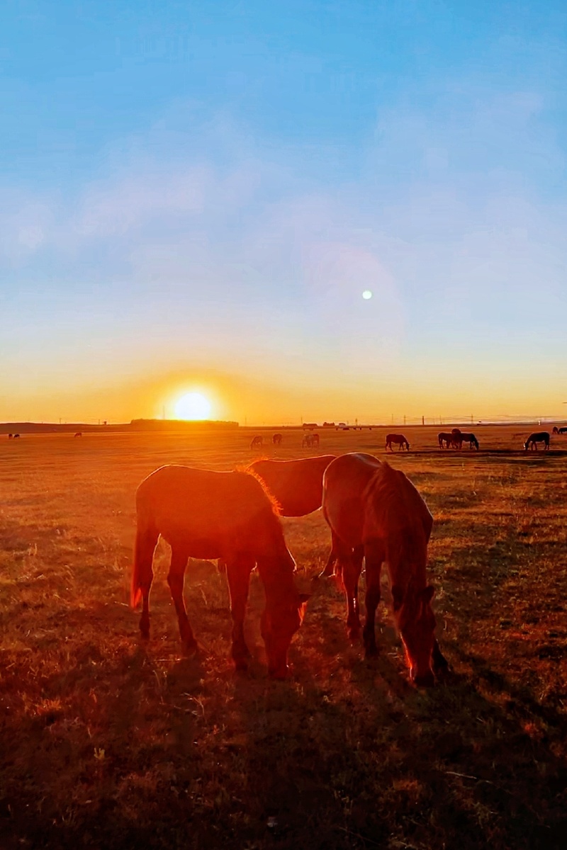 黄昏马儿自由自在享受生活