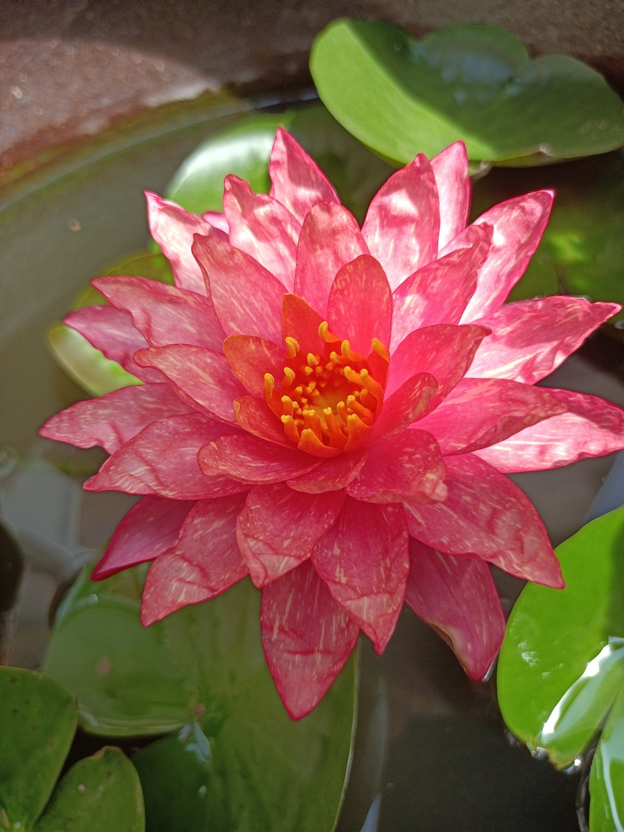 一朵娇俏红睡莲似浮生花开