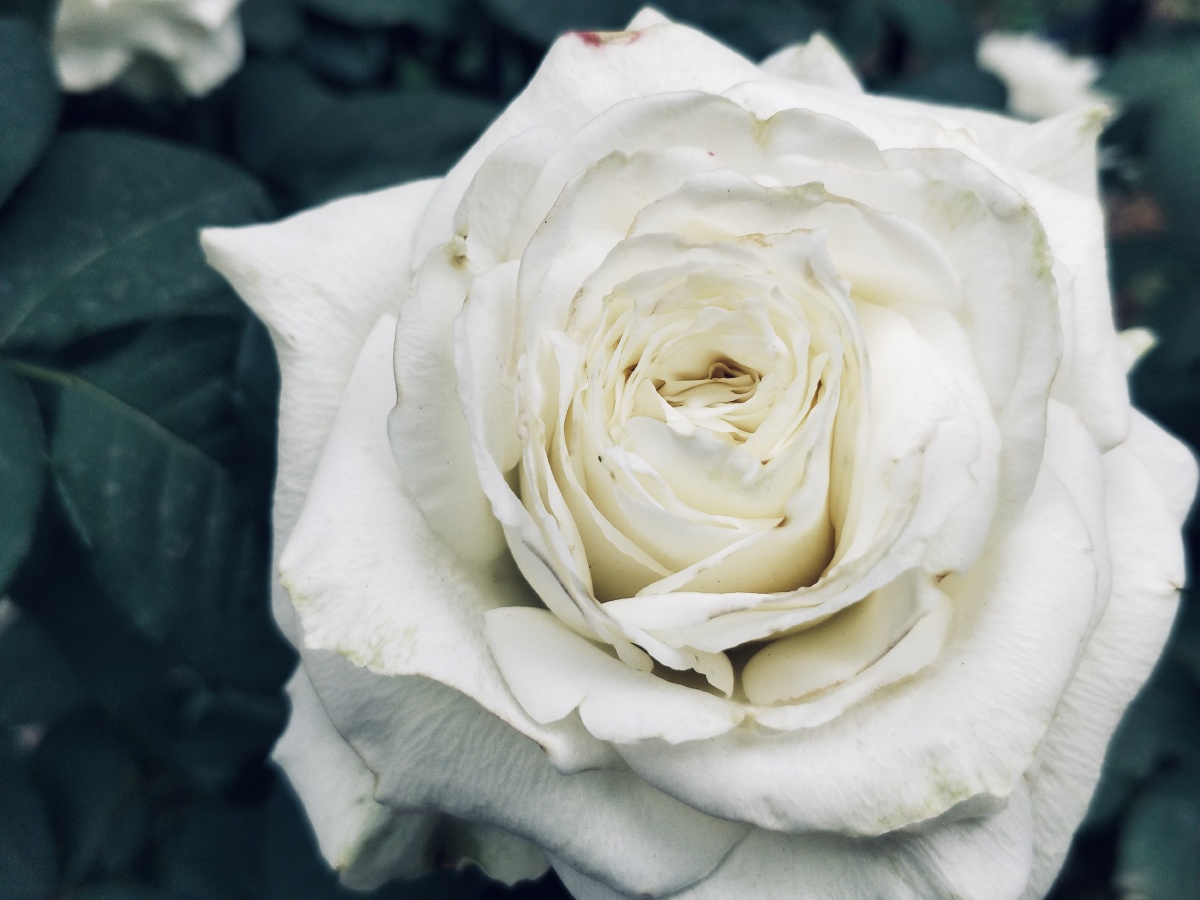 白色月季花拍摄于北京天坛公园