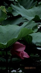 77C68E19-09AA-4627-8A21-ABE6279D8E22/L0/001
