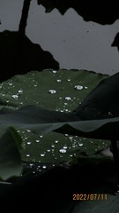 2ED7E69F-4ACA-40FF-9718-D64A58A78062/L0/001