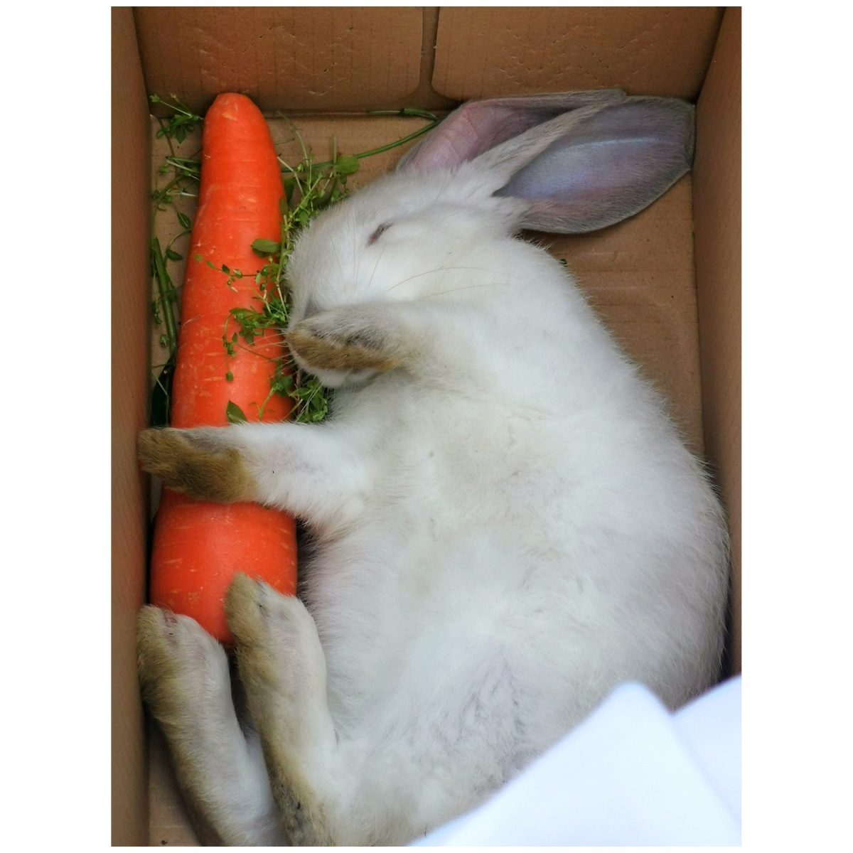 偶遇一只流浪兔