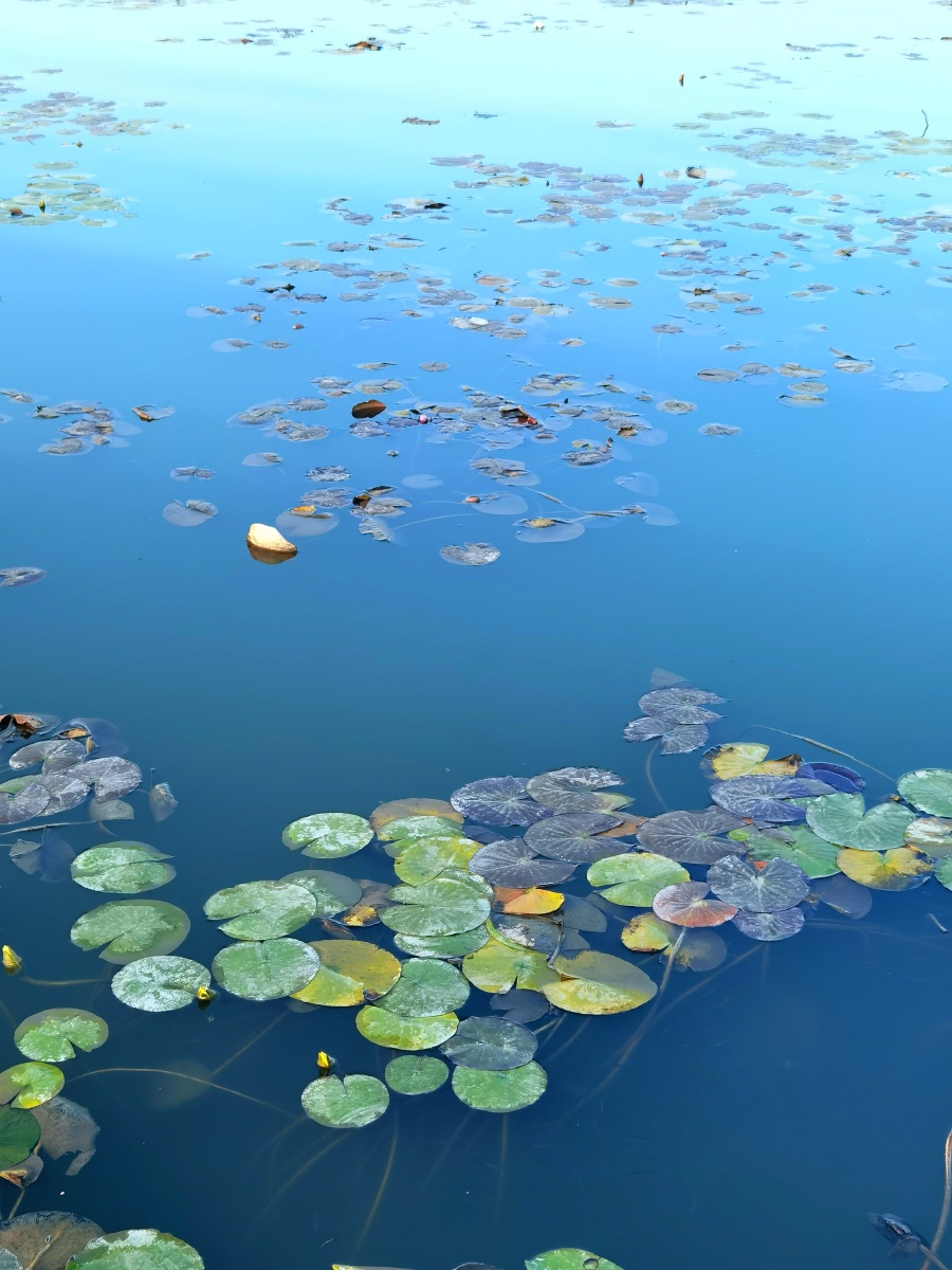 远山横黛蘸秋波