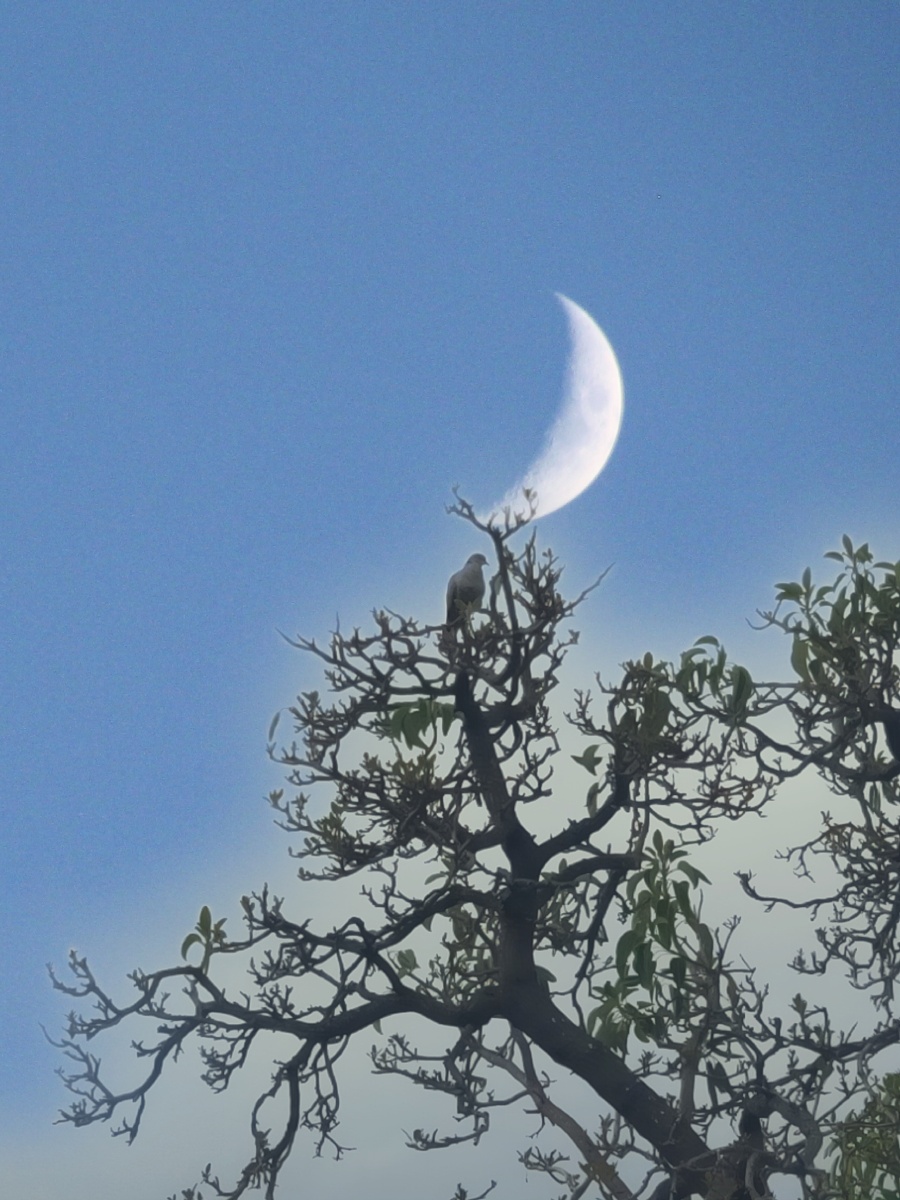 月上柳梢头人约黄昏后
