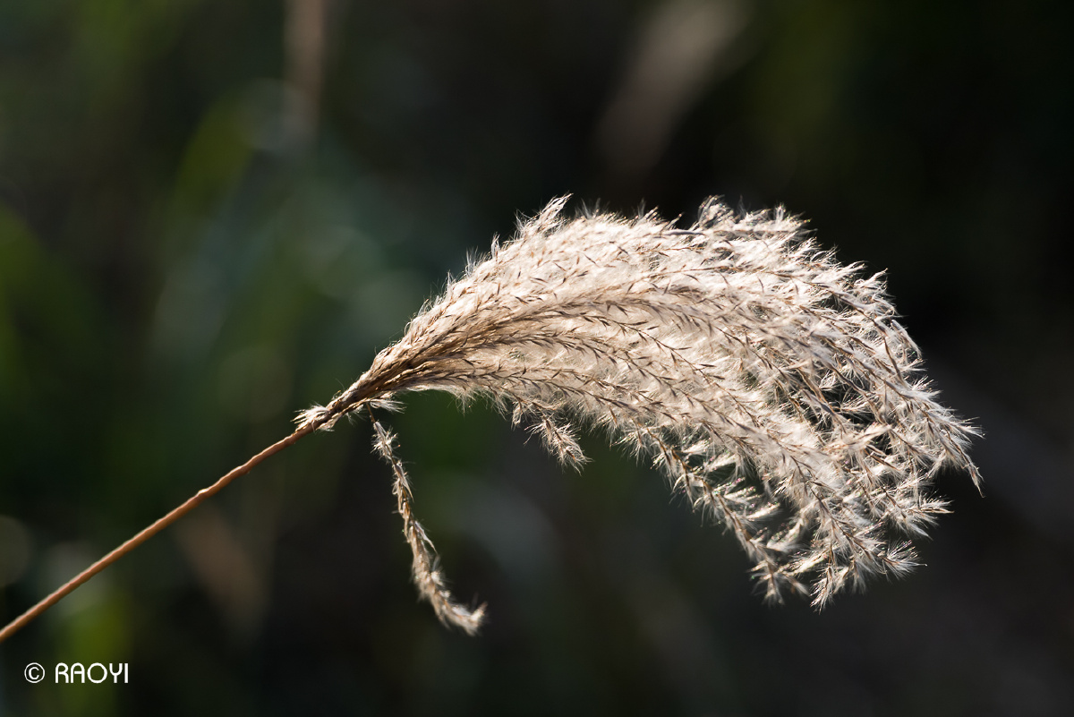 秋风忽起湖头白零落岸边芦荻花