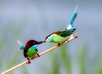 15052