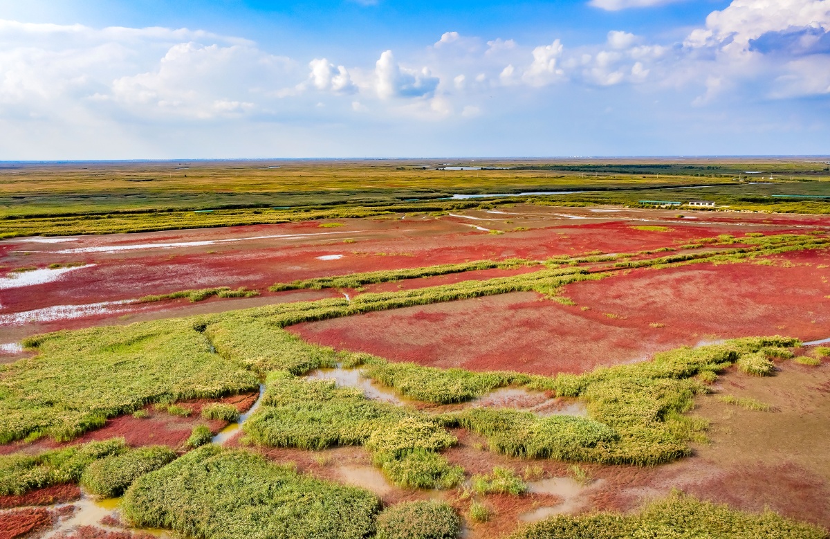 无人机航拍盘锦红海滩