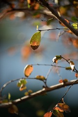 IMGP6324-1