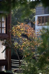 IMGP6159-1