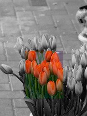 7CE9F82E-4EB0-47FD-86B2-A8A8F5815B5A/L0/001