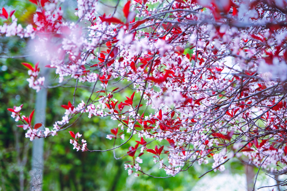 春天百花齐放的季节姹紫嫣红的花总是笑的比太阳还灿烂