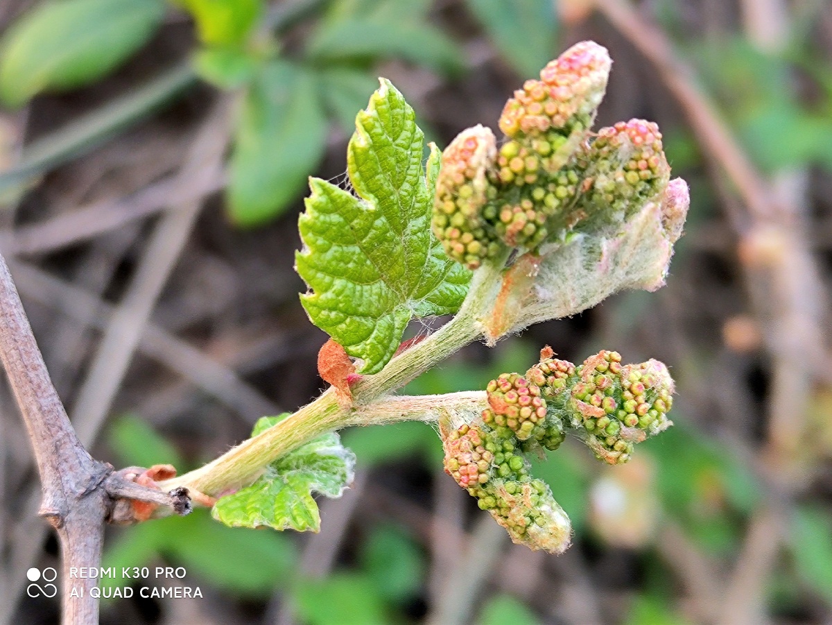 野葡萄新芽新花蕾 - 醉心石 - 图虫