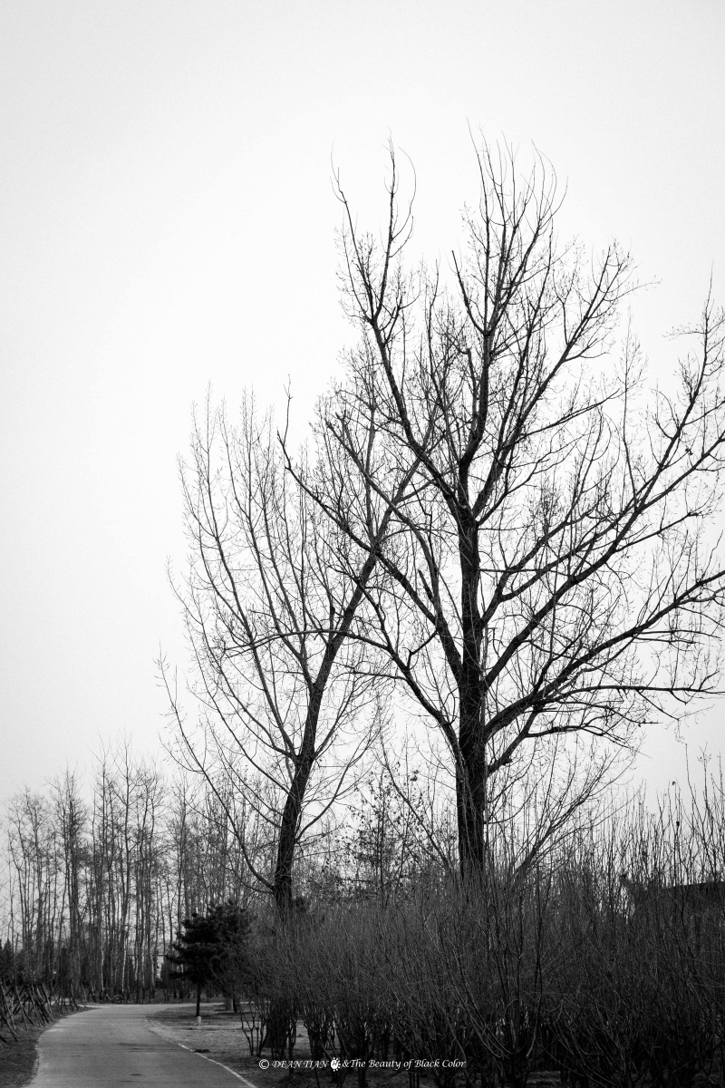 【个人摄影集】艺术造林枯木林