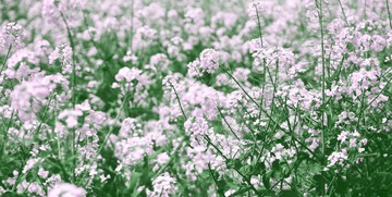_MG_3872.