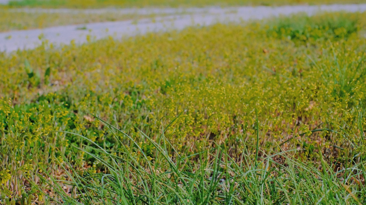 鸭绿江 发芽 树 春天 春日 生机勃勃 草地