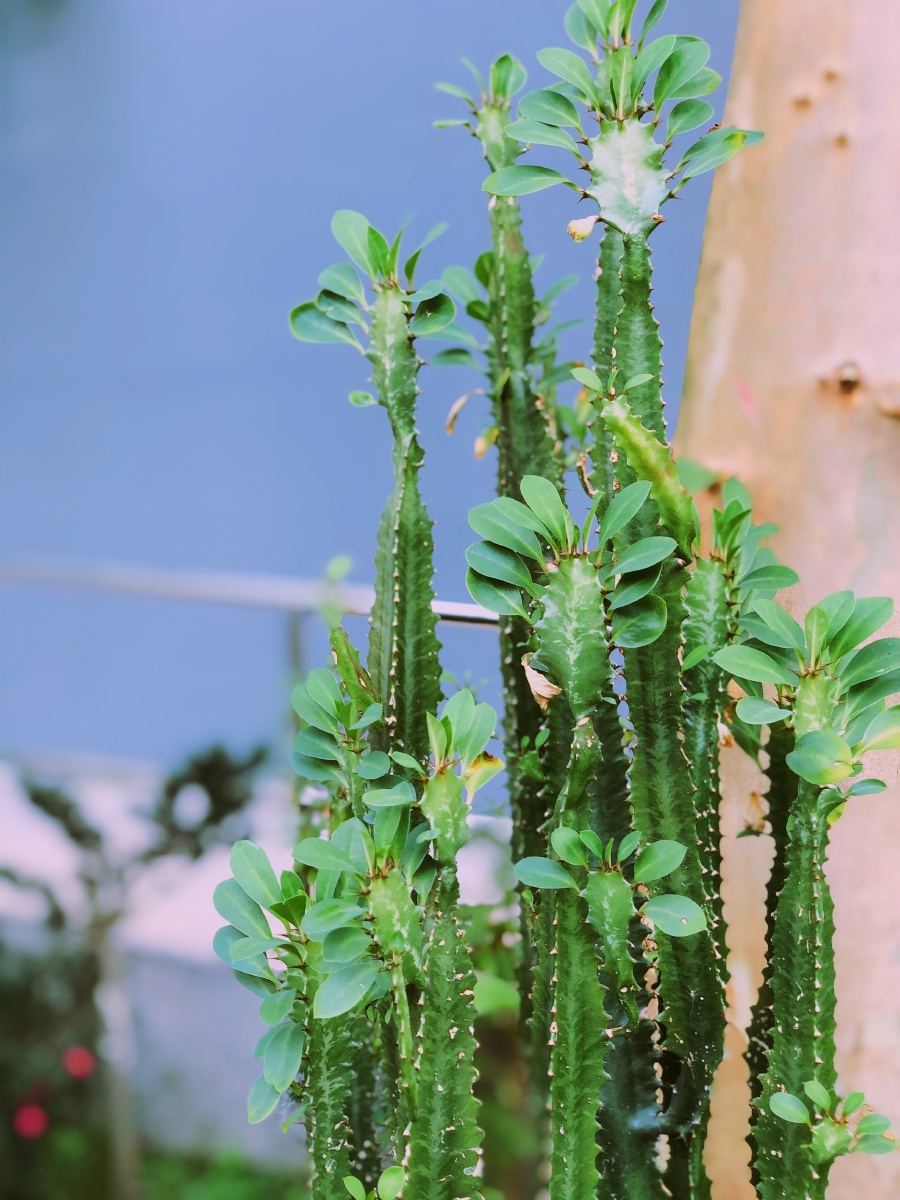 仙人掌 霸王鞭 绿植