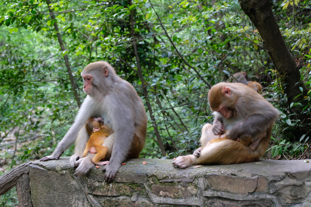 张家界国家森林公园 猕猴 灵长类动物 母猴和小猴 武陵源 金鞭溪
