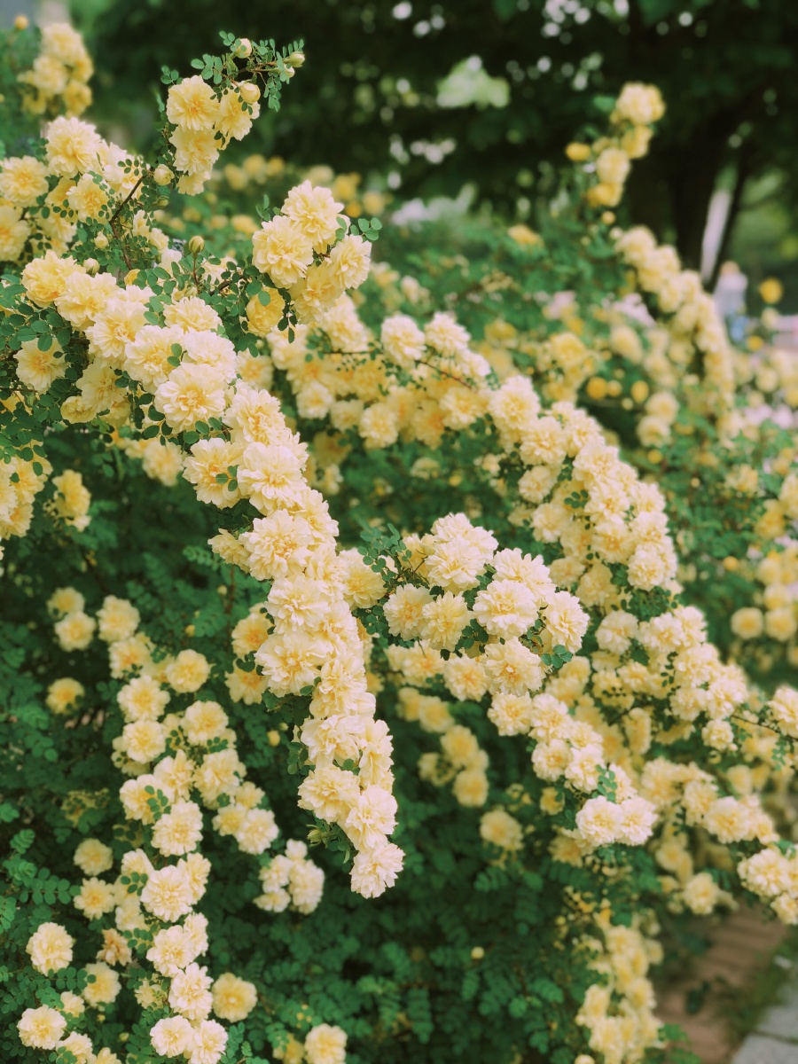黄刺玫 鲜花 花朵 花儿 春天 初夏 盛开 花园 公园
