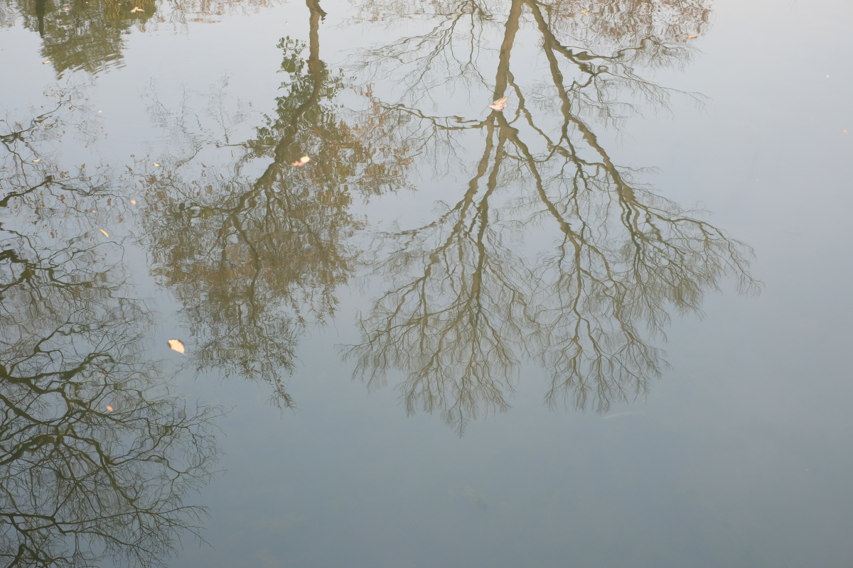 拙政园 树木倒映在水中 影影绰绰