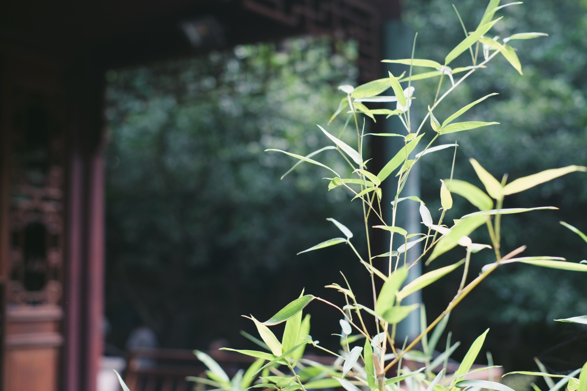 苏州 七里山塘 山塘街 江南水乡 古镇 园林 竹子