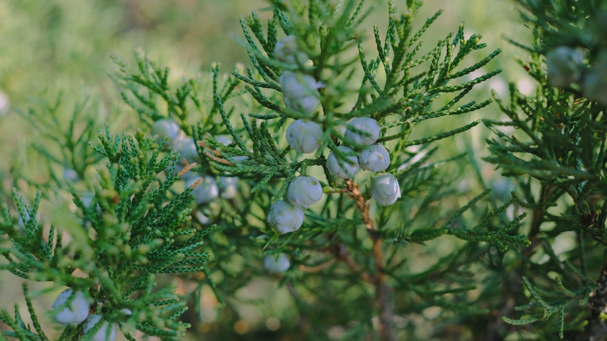 杜松子 松树 松子 绿色 春日 春天 植物