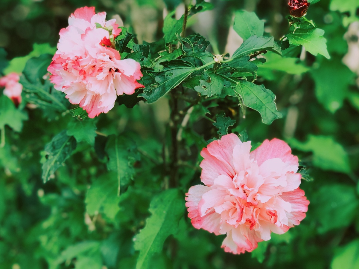 仙人掌 霸王鞭 绿植光影 影子 柳树 阳光 下午 午后 斑驳 随手拍