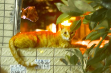 cats-0051