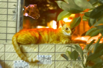 cats-0050
