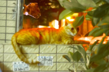 cats-0052
