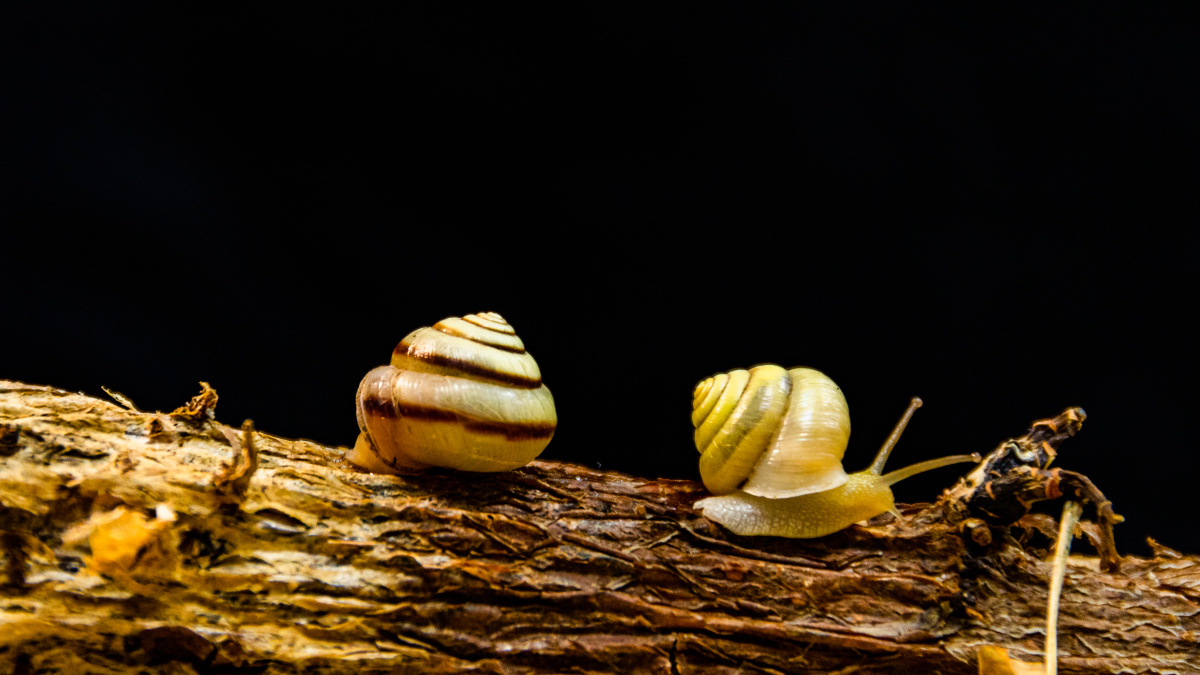 枝巴蜗牛 - 小铭同学的摄影频道 - 图虫
