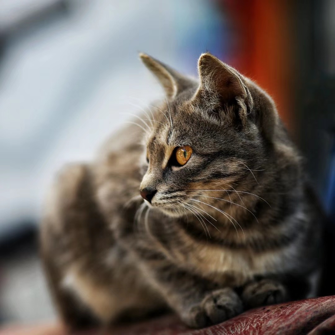 一双炯炯有神的眼睛盯着你