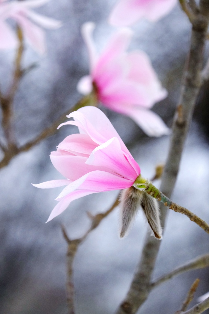 武当玉兰与深山含笑 - 月下春雪 - 图虫