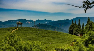 大木山茶园