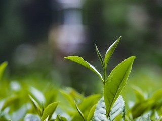 西湖龙井