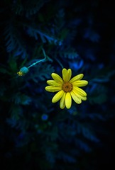 小黄花