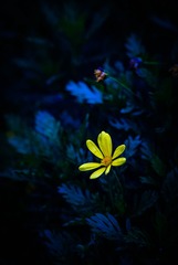 小黄花