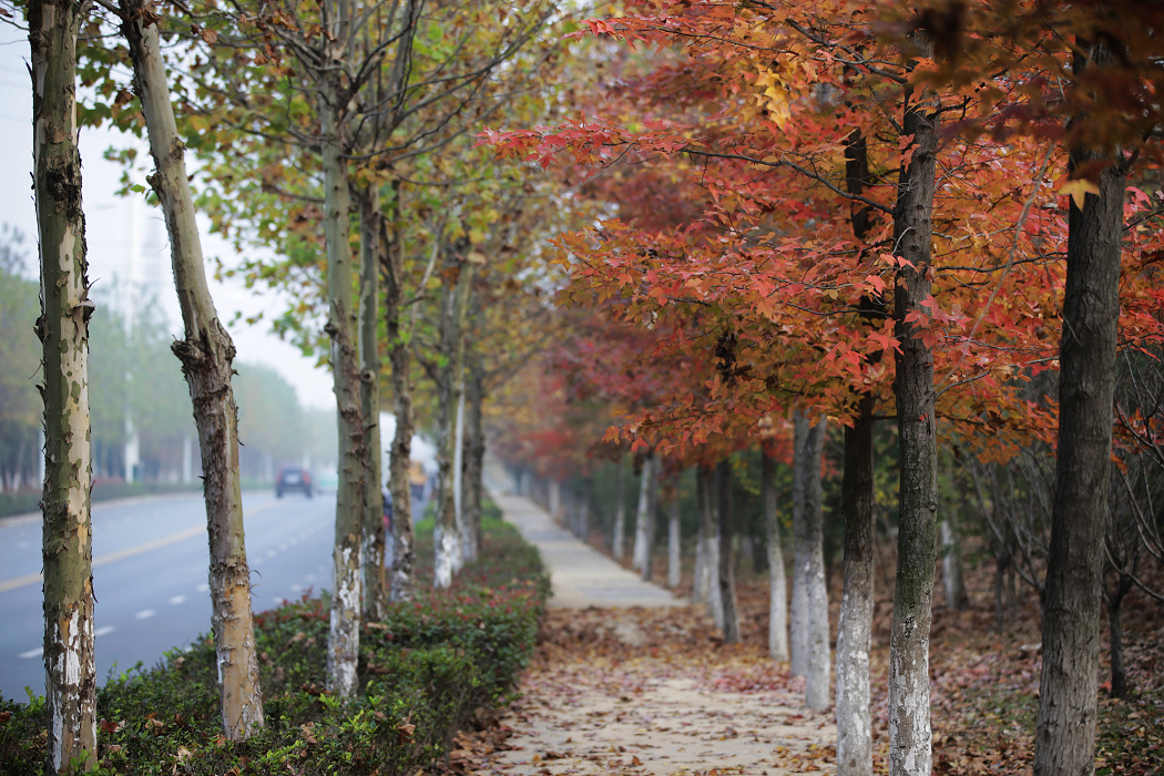 合肥枫林路片片枫叶秋