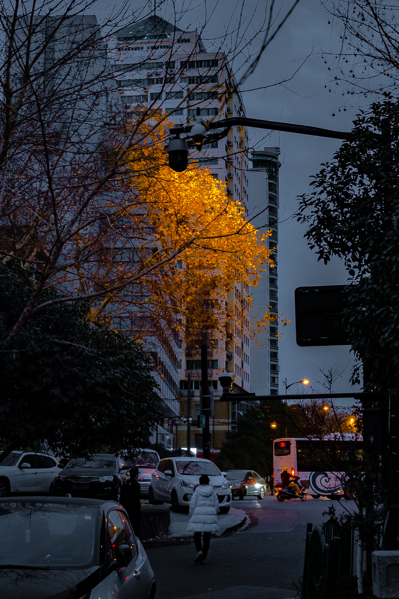 冬日傍晚清冷的街头遇见一棵治愈人心的树